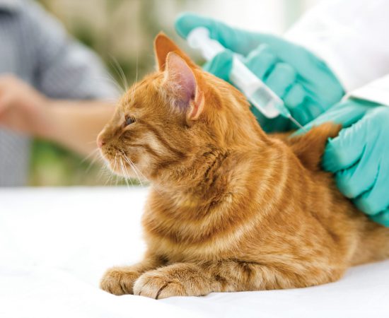 veterinary giving the vaccine to the cat