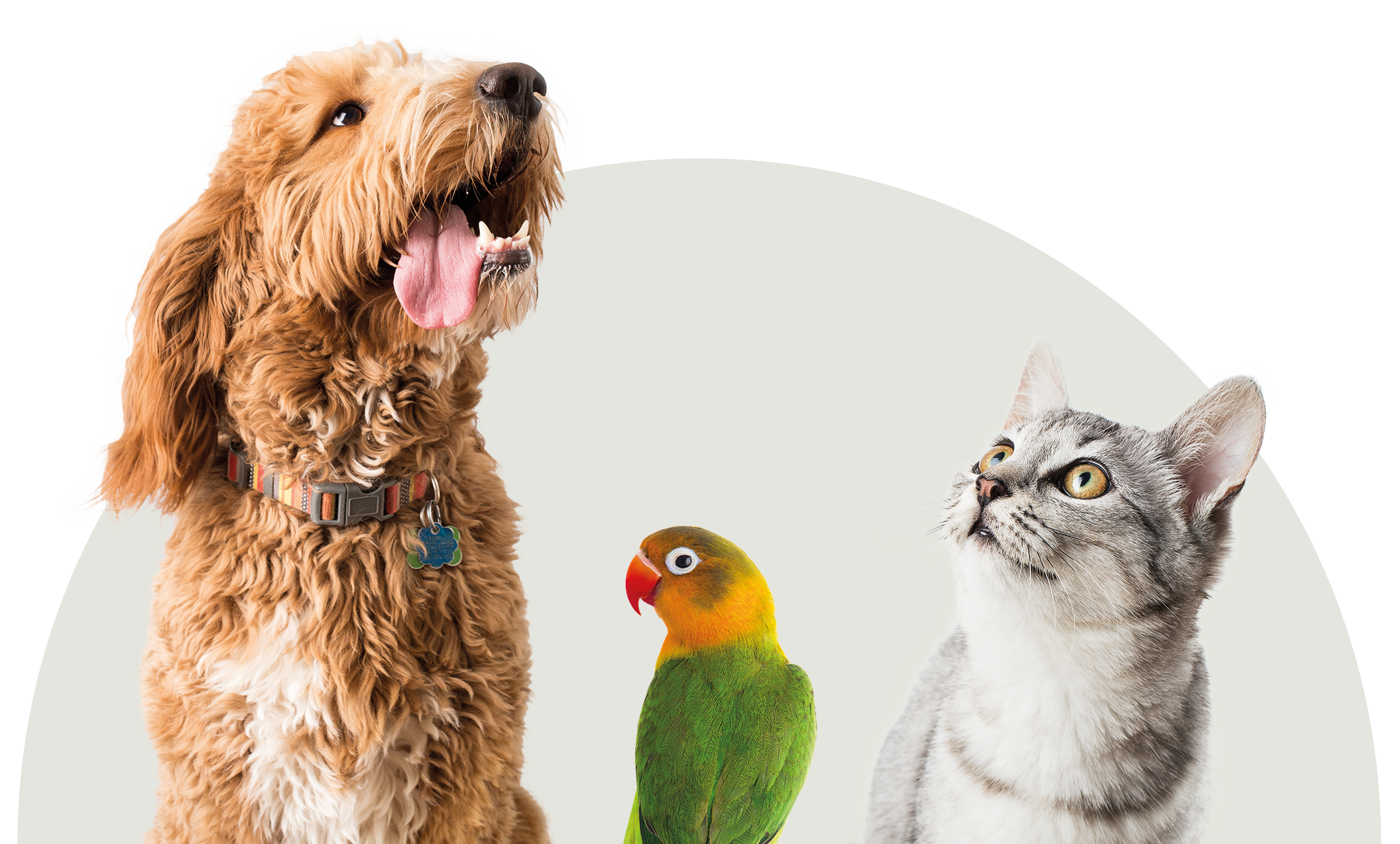 chien-oiseau-chat