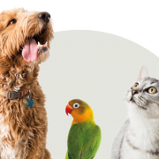 Veternity entre en discussions exclusives avec La Compagnie des Animaux pour la cession de sa filiale Digivet