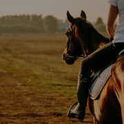 La Compagnie des Vétérinaires devient Veternity