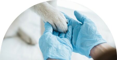 Veternity entre en discussions exclusives pour rejoindre le Groupe IVC Evidensia, principal réseau européen de cliniques vétérinaires.