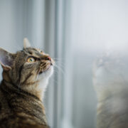 Esthima acquiert un 16ème crématorium en France