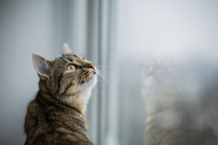 Esthima acquiert un 16ème crématorium en France